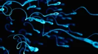 Sperm: Separating The Myths From The Facts
