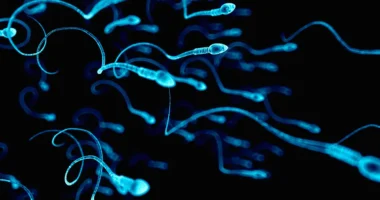 Sperm: Separating The Myths From The Facts