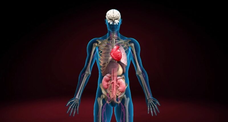 These organs are absolutely essential, and without them, sustaining life would be impossible. However, in the case of paired organs such as the kidneys