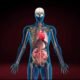 These organs are absolutely essential, and without them, sustaining life would be impossible. However, in the case of paired organs such as the kidneys