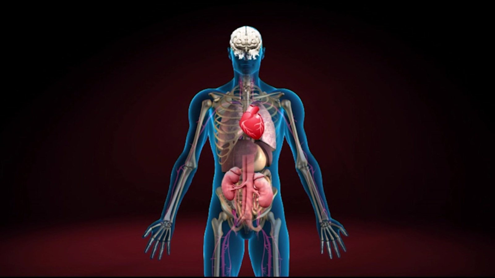 These organs are absolutely essential, and without them, sustaining life would be impossible. However, in the case of paired organs such as the kidneys