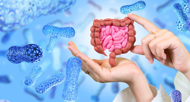 gut microbiota